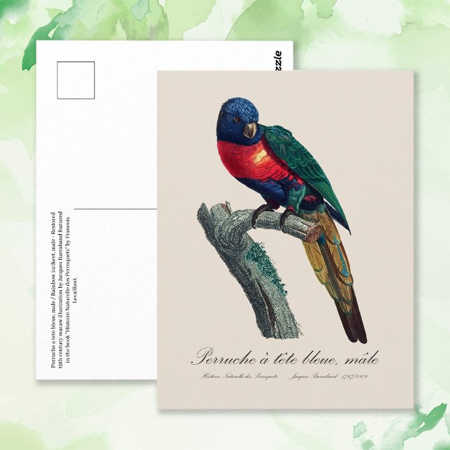Postal Loriquito Arcoíris Macho, Trichoglossus Moluccanus (Rainbow Lorikeet Male, Trichoglossus Moluccanus. Postcard)