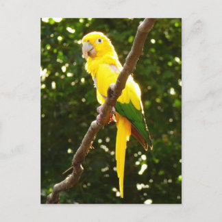 Postal Loro amarillo