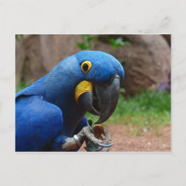 Postal loro blauaras
