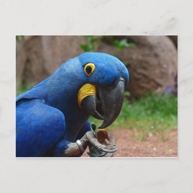 Postal loro blauaras (Anverso)