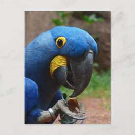 Postal loro blauaras