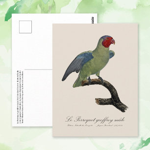 Postal Loro carirrojo macho, Geoffroyus geoffroyi