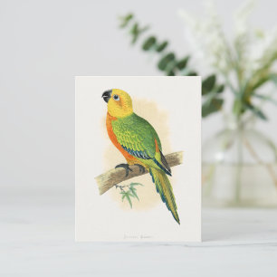 Postal Loro, Conuro Jendaya,