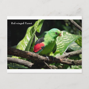 Postal Loro de alas rojas en la médula del árbol