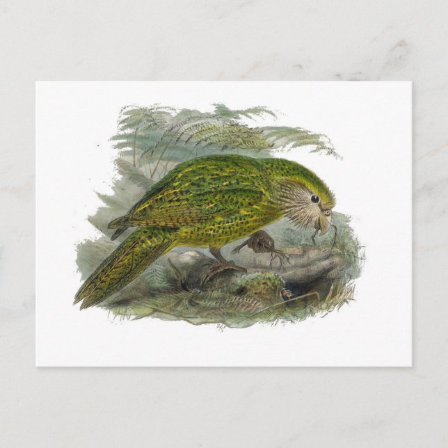 Postal Loro de búho verde Kakapo, Ilustracion de pájaro r (Anverso)