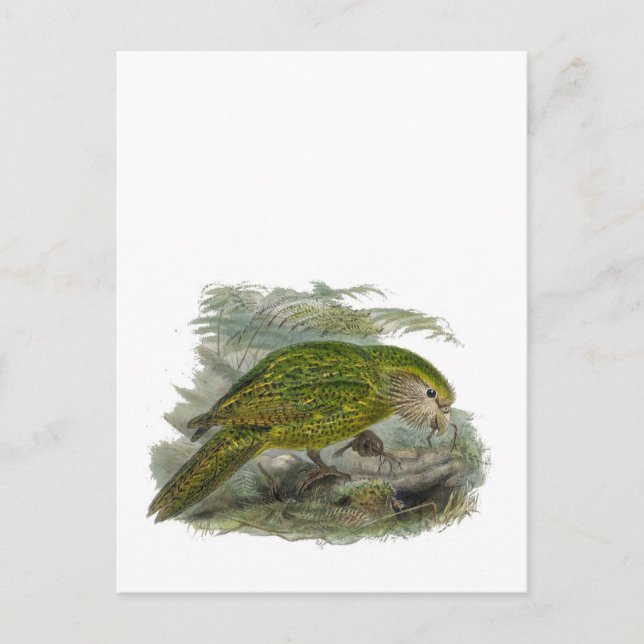 Postal Loro de búho verde Kakapo, Ilustracion de pájaro r (Anverso)