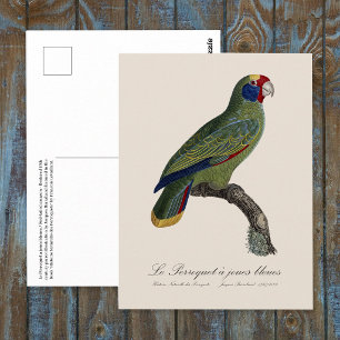 Postal Loro de Cola Roja Amazona, Amazona Brasiliensis