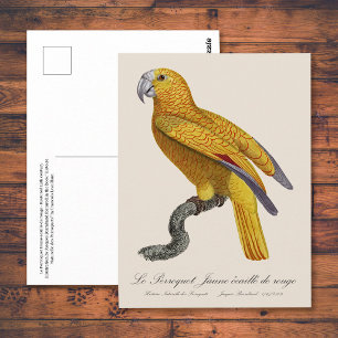 Postal Loro del Paraíso de Cuba, Psittacus Paradisi