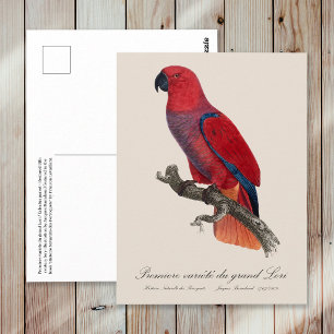 Postal Loro Eclecto de Vosmaer, Eclectus Roratus Vosmaeri