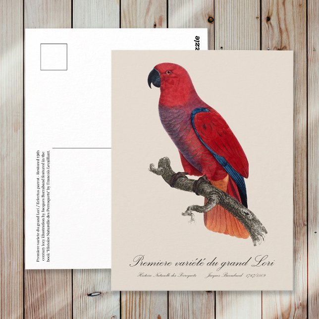 Postal Loro Eclecto de Vosmaer, Eclectus Roratus Vosmaeri (Vosmaer Eclectus Parrot, Eclectus Roratus Vosmaeri. Postcard)