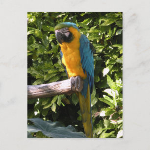 Postal Loro en el zoológico de Birmingham