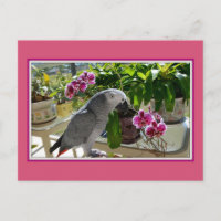 Loro gris africano con orquídeas