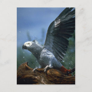 Postal Loro gris africano en la ducha de mangueras