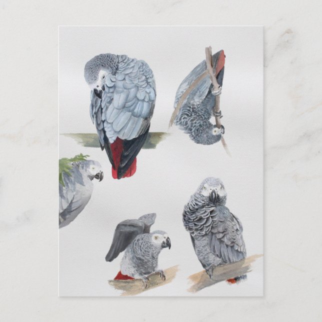 Postal Loro Gris Africano. Exclusivo diseñado por Griff (Anverso)