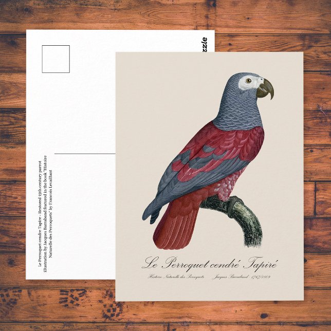 Postal Loro Gris Africano Factor Rojo Psittacus Erithacus (African Grey Parrot Red Factor Psittacus Erithacus. Postcard)