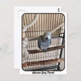 Postal Loro gris africano, poscruce