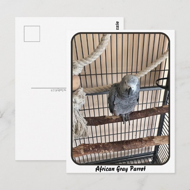 Postal Loro gris africano, poscruce (Anverso / Reverso)