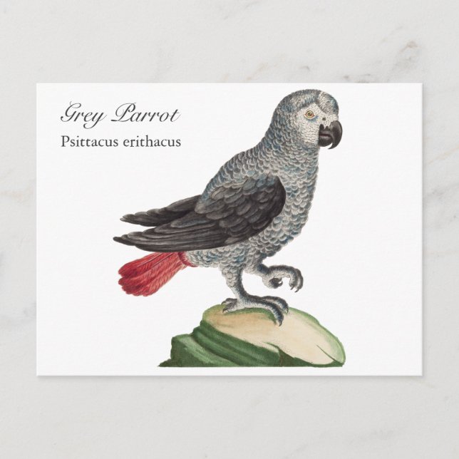Postal Loro gris - Psittacus erithacus (Anverso)