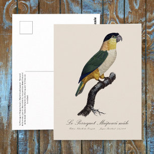 Postal Loro Macho de Cabeza Negra, Pionites Melanocephalu