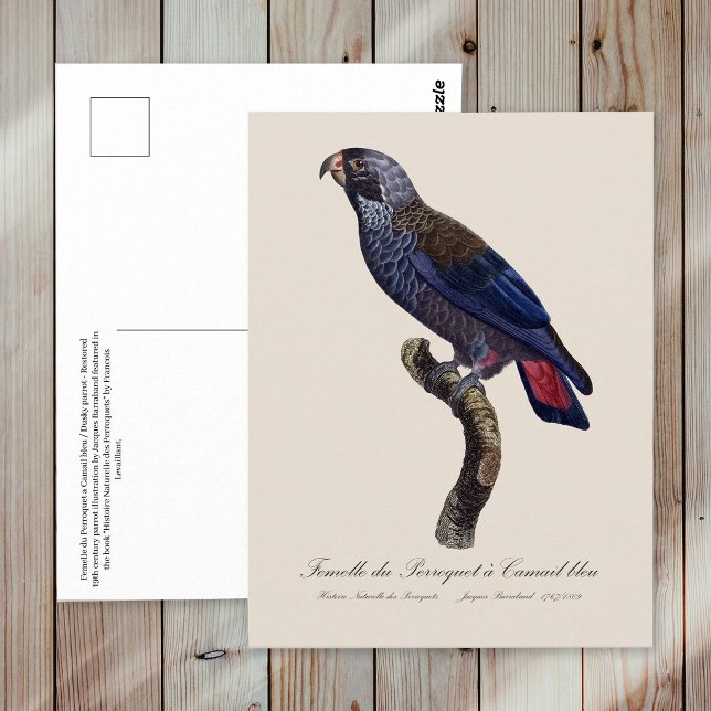 Postal Loro obscuro o Pionus obscuro, Pionus fuscus (Dusky Parrot or Dusky Pionus, Pionus fuscus. Postcard)