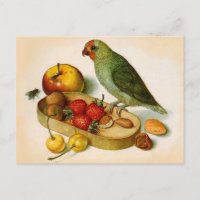 Loro pigmeo con frutas y nueces
