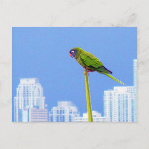 Postal ~Loro~ POSTCARD, PERSONALIZAR
