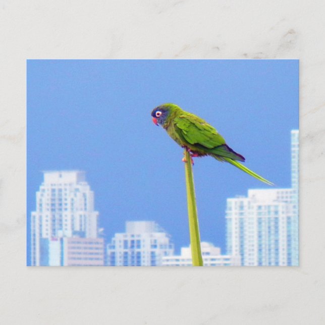 Postal ~Loro~ POSTCARD, PERSONALIZAR (Anverso)