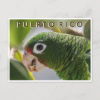 Loro puertorriqueño