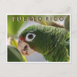 Postal Loro puertorriqueño