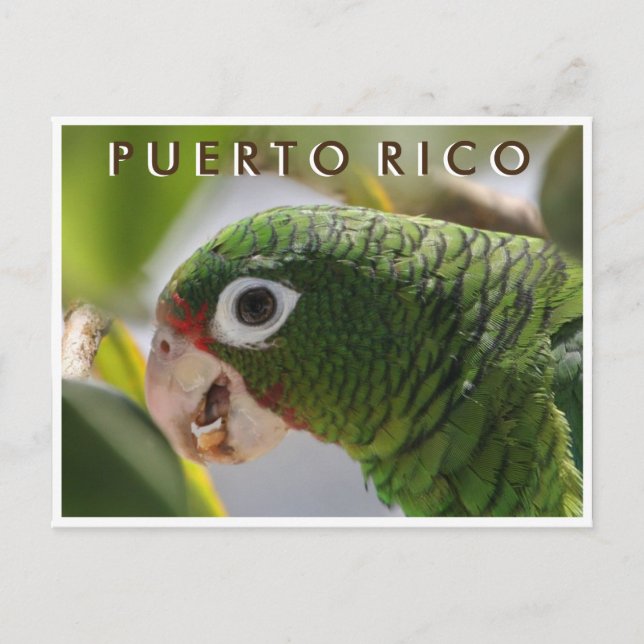 Postal Loro puertorriqueño (Anverso)