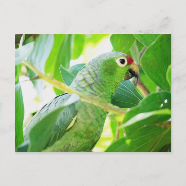 Postal Loro, Rio Chagres, Panamá (Anverso)