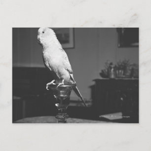 Postal Loro sentado en un candelabro B&W