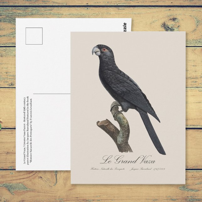 Postal Loro Vasa Mayor, Coracopsis Vasa Ilustración (Greater Vasa Parrot, Coracopsis Vasa Illustration. Postcard)