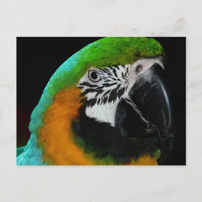 Postal Loro verde colorido (Anverso)