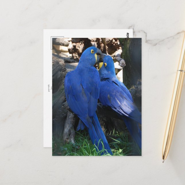 postal _ loros (Anverso/Reverso In Situ)