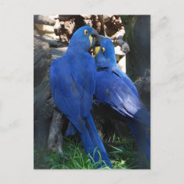 postal _ loros