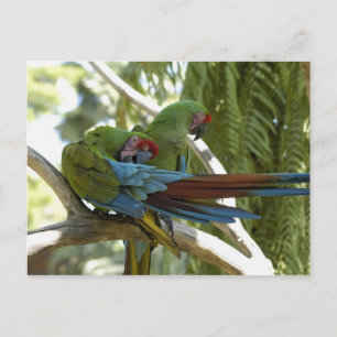 Postal Loros