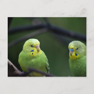 Postal loros