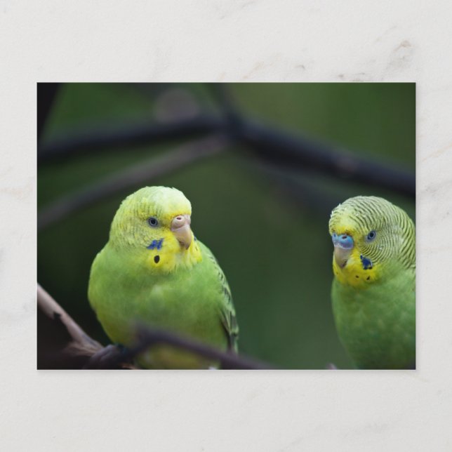 Postal loros (Anverso)