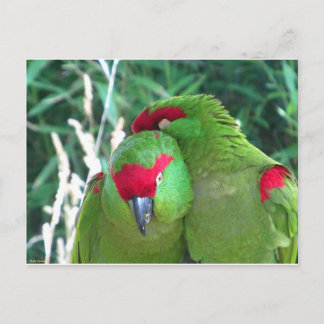 Postal loros