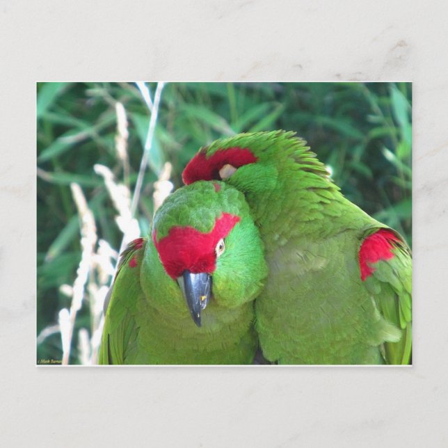 Postal loros (Anverso)