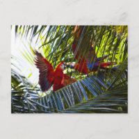 loros en palmeras