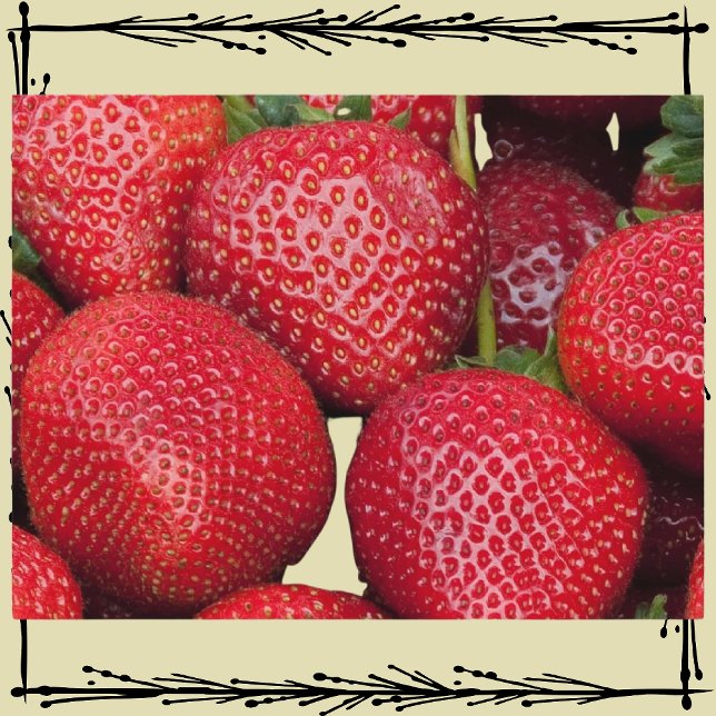 Postal Los agricultores comercializan fresas (Subido por el creador)