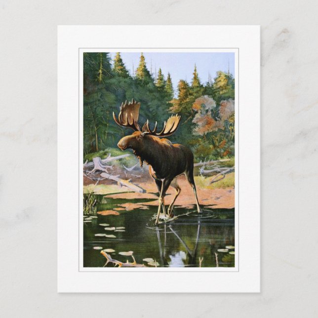 Postal Los alces (Anverso)