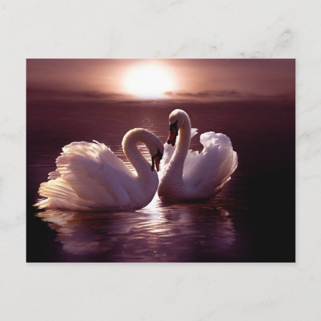 Postal Los amantes de los cisnes forman un corazón (Anverso)