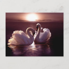 Postal Los amantes de los cisnes forman un corazón