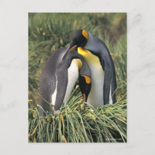 Postal Los amantes de los pingüinos del rey