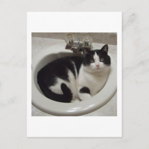 Postal Los amantes del gato disfrutan