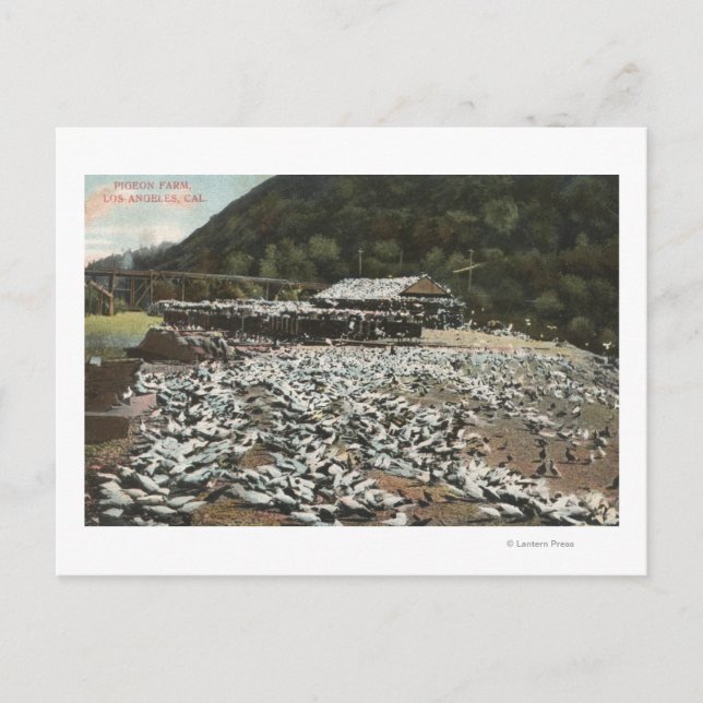 Postal Los Ángeles, CaliforniaView de una granja de palom (Anverso)
