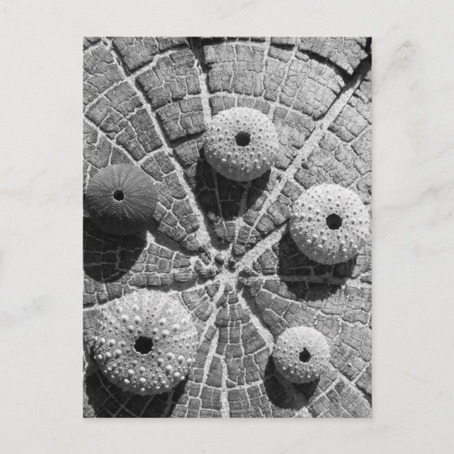 Postal los anillos (Anverso)